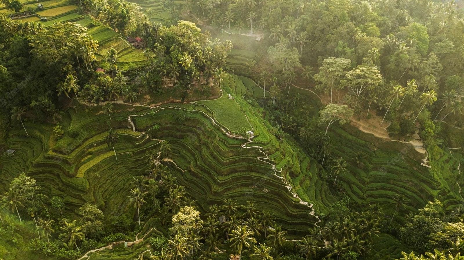 Tegallalang rice terraces stepping down a valley near Ubud